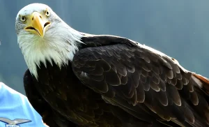 Lazio, parla il falconiere di Olympia: «In Spagna quello è un saluto militare»