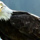 Aquila Olympia Lazio
