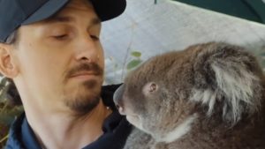 Ibrahimovic si diverte in Australia: «Io e Ted». Il VIDEO verso Milan Roma di venerdì